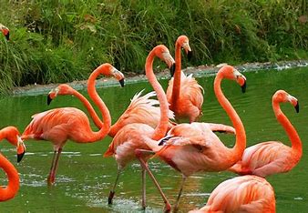 Close-up of Flamingo
